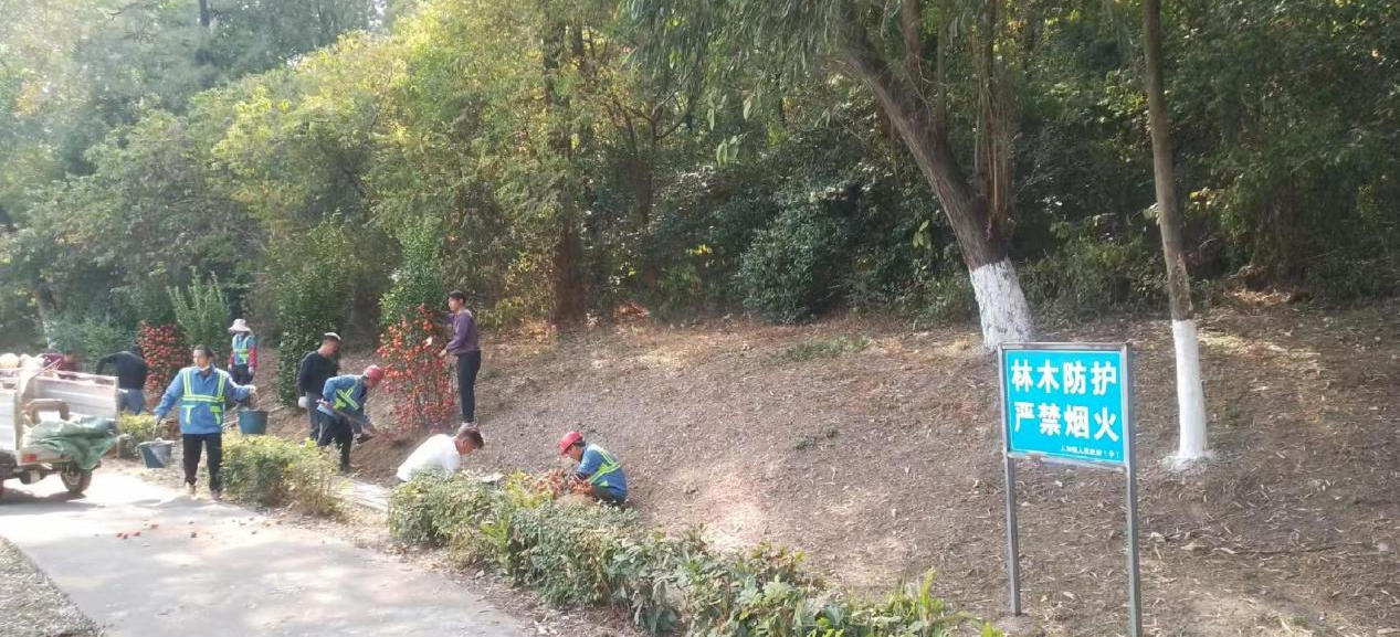 再续新绿！白云人和镇开展废弃年花年桔回植宣传活动