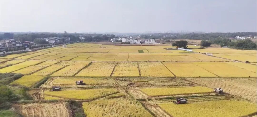 金融“活水”润南粤 金融之力护粮安