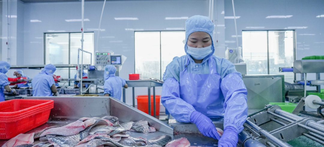 赋能罗非鱼产业发展！广东金融助力罗非鱼“游”出产业加速度