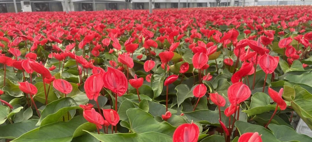 广东引金融活水，精准浇灌南粤“美丽经济”