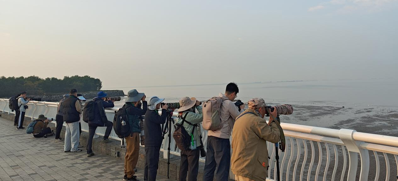 东莞滨海湾蝶变生态观鸟胜地，广东观鸟拍鸟营见证鸟类繁盛图景