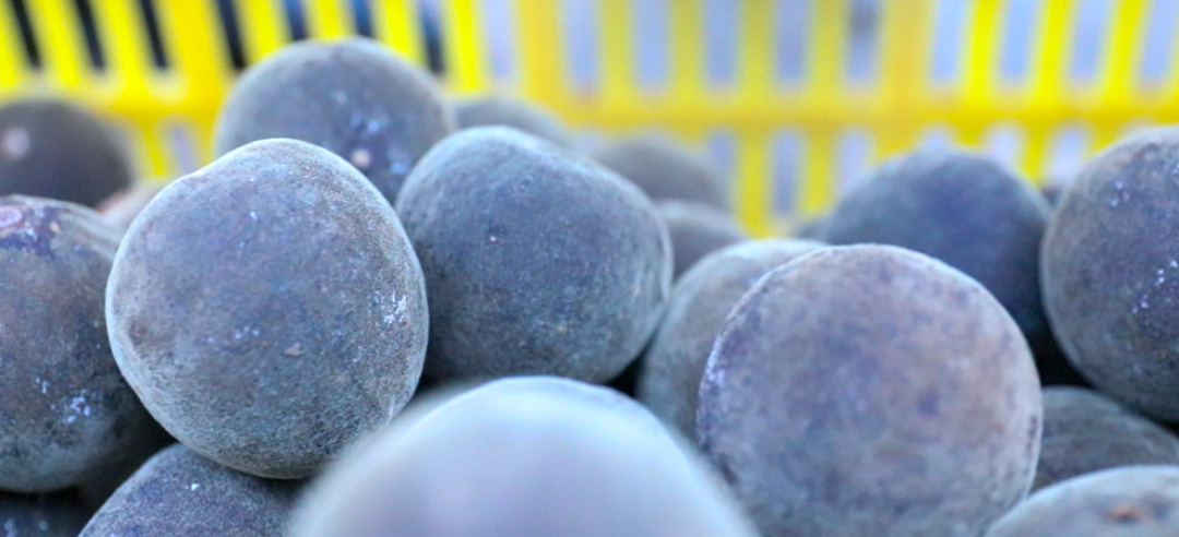 广东金融活水精滴灌化州橘红产业 护航“小果实”变身“大产业”