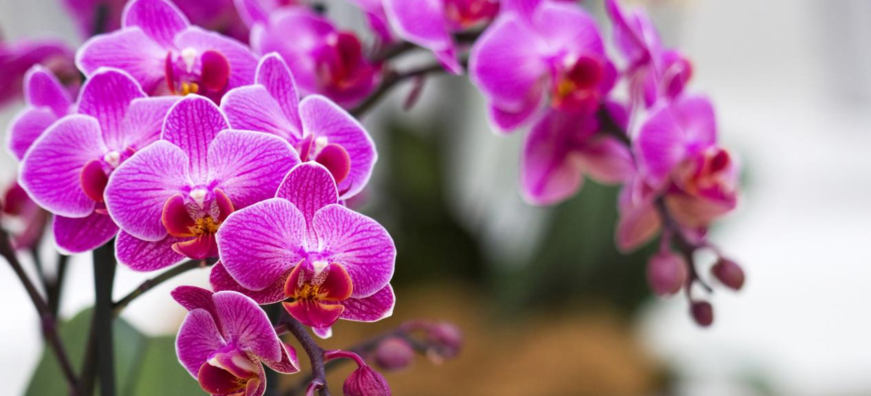 金融活水润兰香 赋能产业启新程广东金融助力兰花产业蓬勃发展