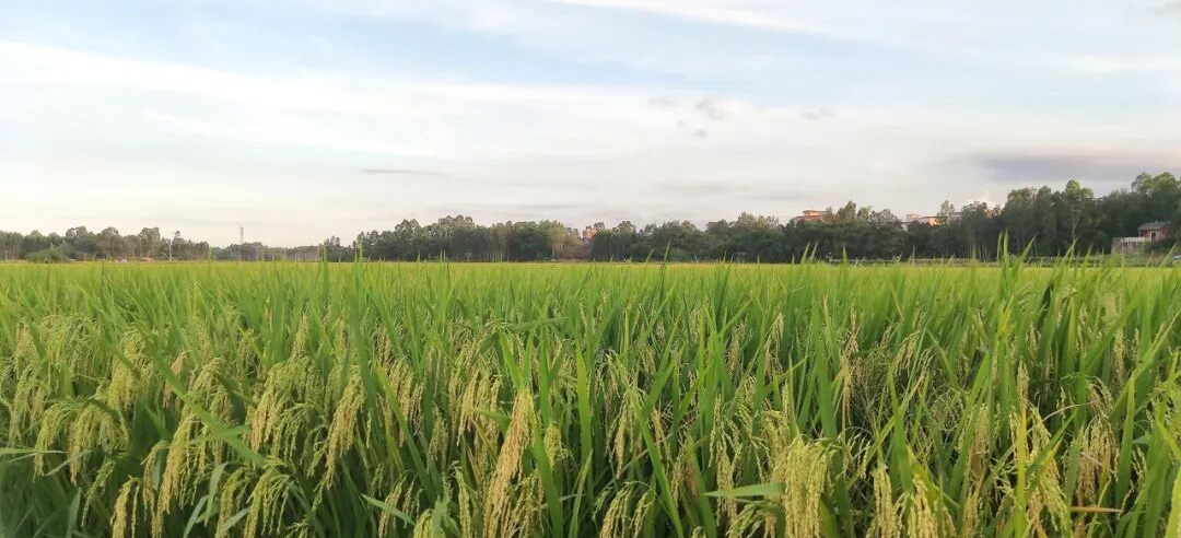 万象“耕”新！广东金融活水润泽田间沃士，筑牢农业生产开篇根基